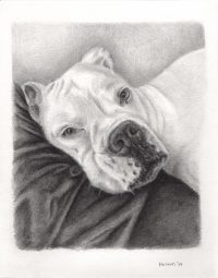 Portrait of Jojo the Dog