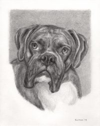 Portrait of Jazz the Dog