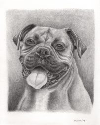 Portrait of Thomas the Dog